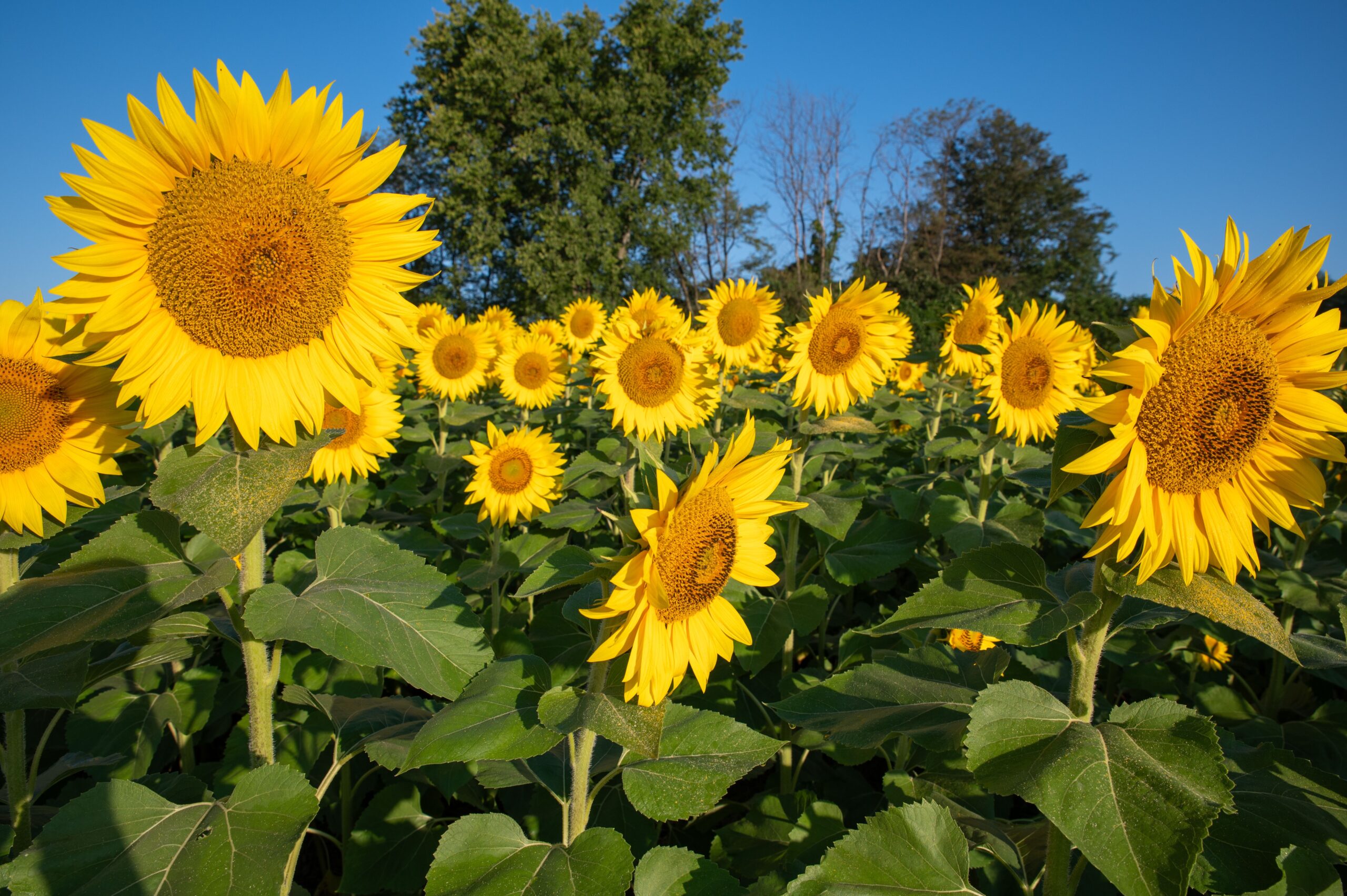 Hướng dẫn Đăng Ký Thẻ ID Kansas